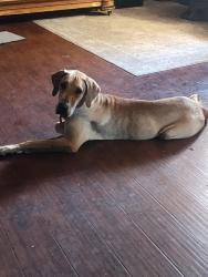 Found/Stray Female Dog last seen Alta and antalope, Las Vegas, NV 89145