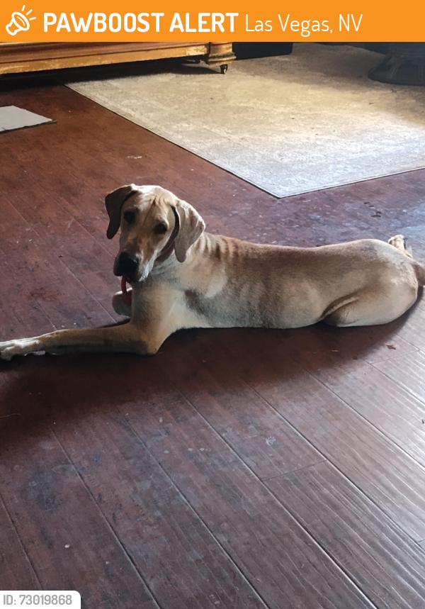Found/Stray Female Dog last seen Alta and antalope, Las Vegas, NV 89145