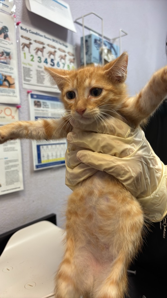 Shelter Stray Male Cat last seen Bexar County, 3353 Morningside Dr, New Braunfels, TX 78132, USA