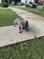 Reunited Male Dog last seen Minneapolis and louis, Franklin Park, IL 60131