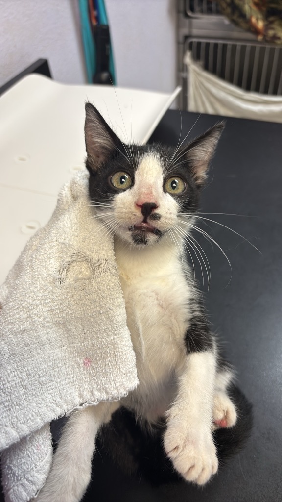 Shelter Stray Male Cat last seen Bexar County, 3353 Morningside Dr, New Braunfels, TX 78132, USA