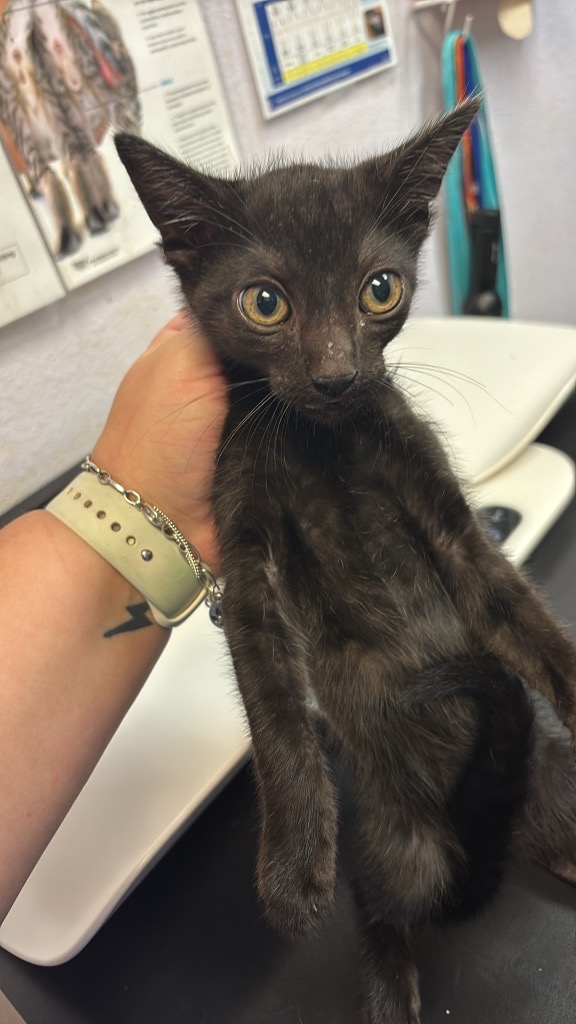 Shelter Stray Male Cat last seen Bexar County, 3353 Morningside Dr, New Braunfels, TX 78132, USA