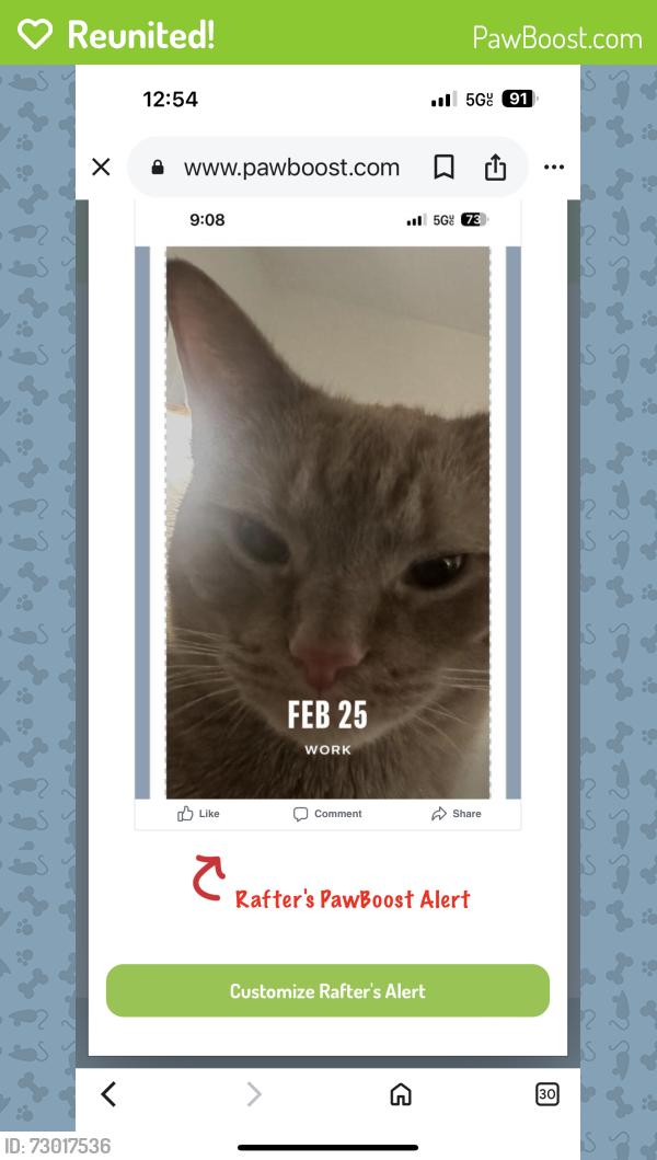Reunited Male Cat last seen Morgan lane and Waverly Rd, Cheltenham Township, PA 19038