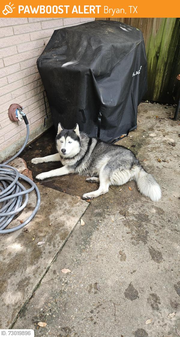 Found/Stray Female Dog last seen North Ave., Bryan, TX 77801