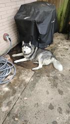 Found/Stray Female Dog last seen North Ave., Bryan, TX 77801