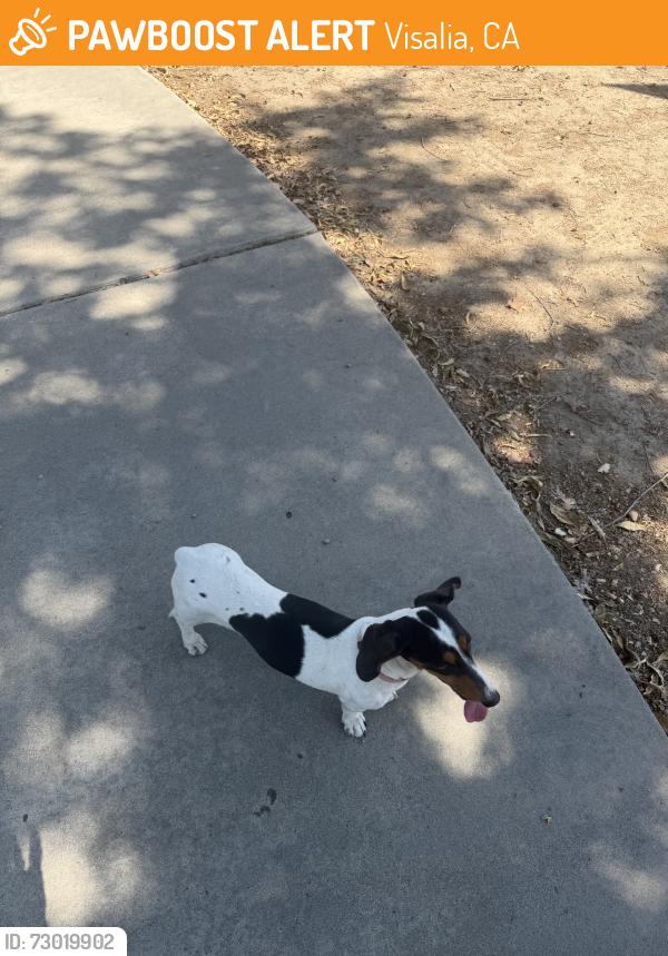 Found/Stray Female Dog last seen Woodland $ Prospect, Visalia, CA 93291