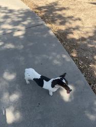 Found/Stray Female Dog last seen Woodland $ Prospect, Visalia, CA 93291