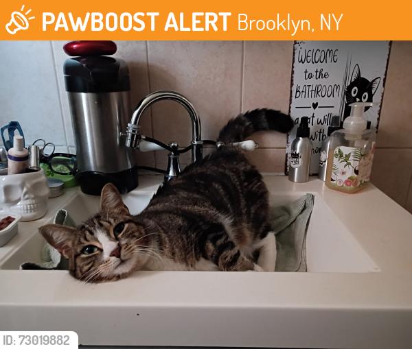 Found/Stray Female Cat last seen West 9th and kings highway, Brooklyn, NY 11223