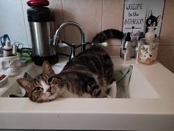 Found/Stray Female Cat last seen West 9th and kings highway, Brooklyn, NY 11223