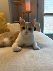 Lost Male Cat last seen Parkway Place, Little Rock, AR 72211