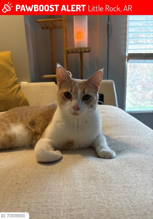 Lost Male Cat last seen Parkway Place, Little Rock, AR 72211