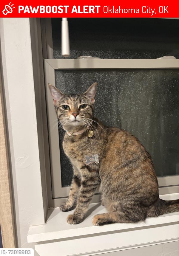 Lost Female Cat last seen By 164th St and N Protland Ave, Oklahoma City, OK 73013