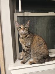 Lost Female Cat last seen By 164th St and N Protland Ave, Oklahoma City, OK 73013
