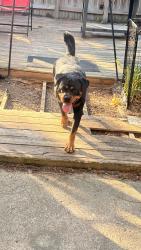 Found/Stray Female Dog last seen Kempsville lakes , Virginia Beach, VA 23462