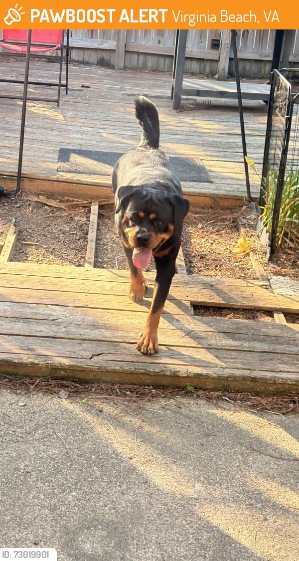 Found/Stray Female Dog last seen Kempsville lakes , Virginia Beach, VA 23462