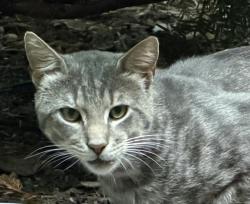 Found/Stray Unknown Cat last seen De Paul in Lincoln Park, Chicago, IL 60614