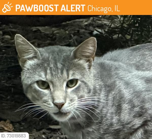 Found/Stray Unknown Cat last seen De Paul in Lincoln Park, Chicago, IL 60614