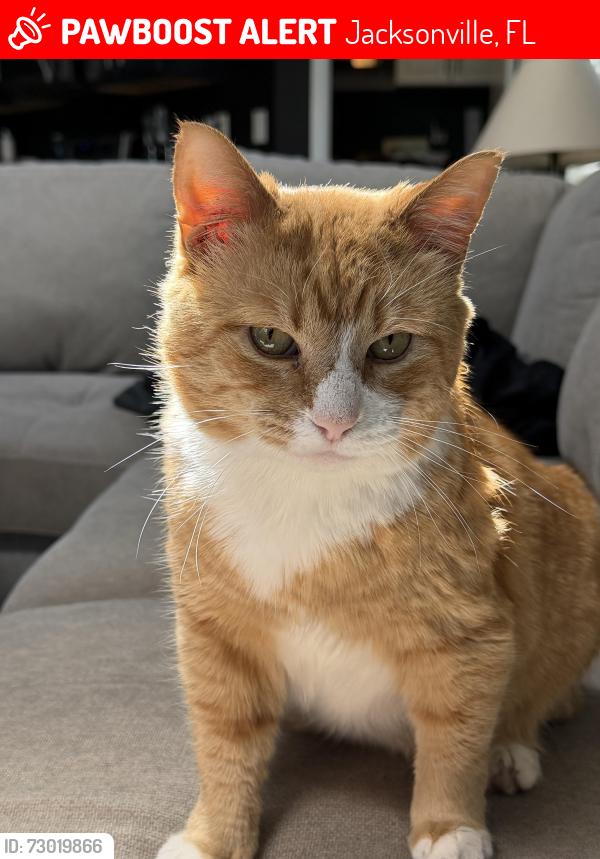 Lost Male Cat last seen Chet’s Creek, Jacksonville, FL 32224
