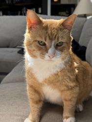 Lost Male Cat last seen Chet’s Creek, Jacksonville, FL 32224