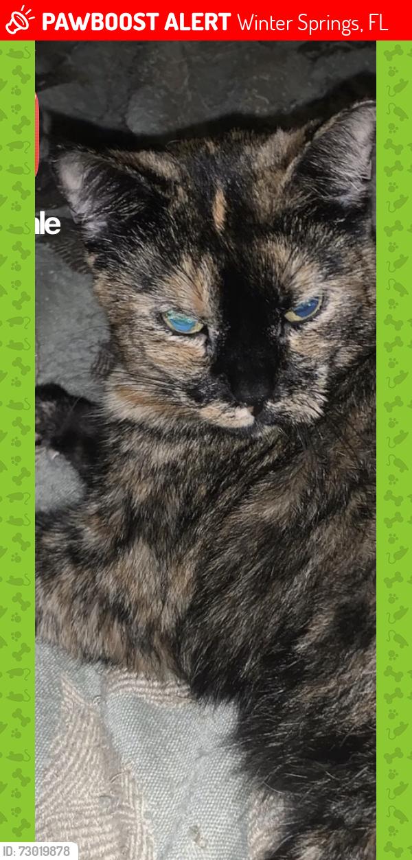 Lost Female Cat last seen speed way , Winter Springs, FL 32708