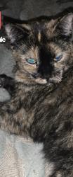 Lost Female Cat last seen speed way , Winter Springs, FL 32708