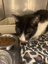 Shelter Stray Female Cat last seen Near BLOCK S 2620 W, WEST VALLEY CITY UT 84119, 4522 W 3500 S, West Valley City, UT 84120, USA