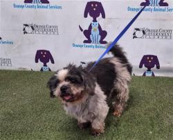 Shelter Stray Male Dog last seen , 2769 Conroy Rd, Orlando, FL 32839, USA
