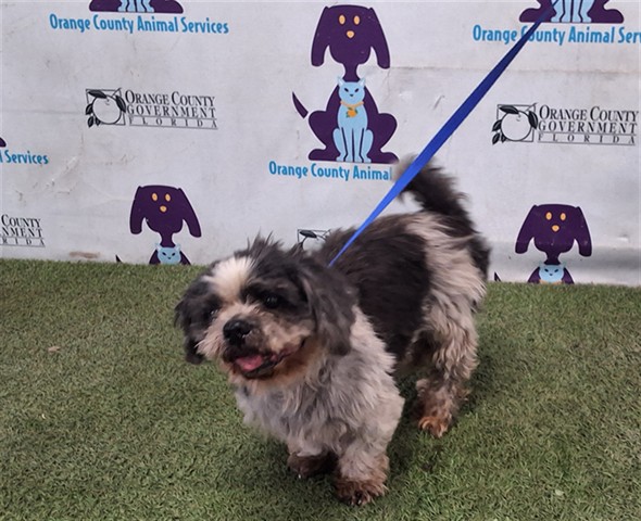 Shelter Stray Male Dog last seen , 2769 Conroy Rd, Orlando, FL 32839, USA
