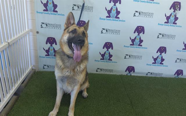 Shelter Stray Male Dog last seen , 2769 Conroy Rd, Orlando, FL 32839, USA