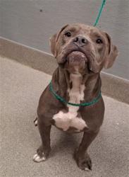 Shelter Stray Male Dog last seen Near BLOCK LAWRENCE ST, NORTH LAS VEGAS NV 89081, 655 N Mojave Rd, Las Vegas, NV 89101, USA