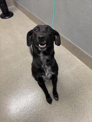 Shelter Stray Male Dog last seen Near BLOCK E CAREY AVE, NORTH LAS VEGAS NV 89030, 655 N Mojave Rd, Las Vegas, NV 89101, USA