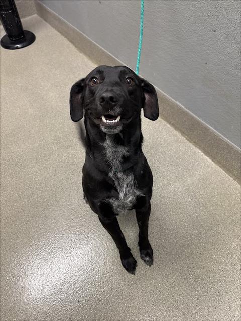 Shelter Stray Male Dog last seen Near BLOCK E CAREY AVE, NORTH LAS VEGAS NV 89030, 655 N Mojave Rd, Las Vegas, NV 89101, USA