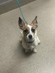Shelter Stray Female Dog last seen Near BLOCK E BONNEVILLE AVE, LAS VEGAS NV 89101, 655 N Mojave Rd, Las Vegas, NV 89101, USA
