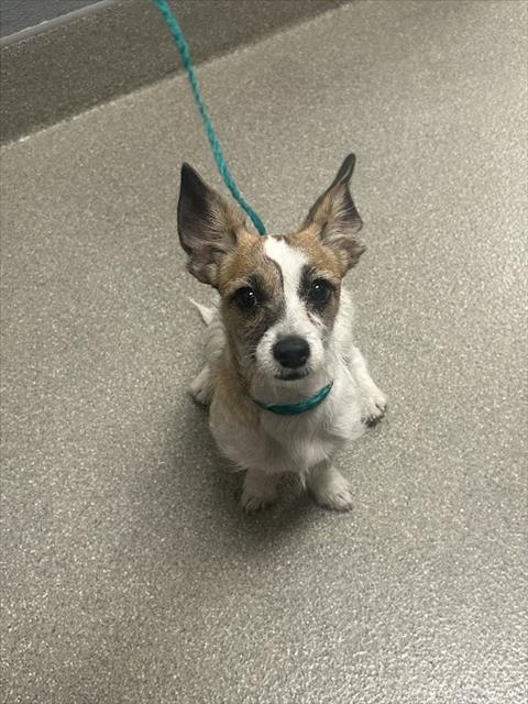 Shelter Stray Female Dog last seen Near BLOCK E BONNEVILLE AVE, LAS VEGAS NV 89101, 655 N Mojave Rd, Las Vegas, NV 89101, USA