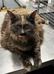 Shelter Stray Female Cat last seen Near BLOCK W CHEYENNE AVE, NORTH LAS VEGAS NV 89030, 655 N Mojave Rd, Las Vegas, NV 89101, USA