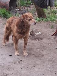 Lost Male Dog last seen Walgreens pharmacy, Pennington Gap, VA 24277
