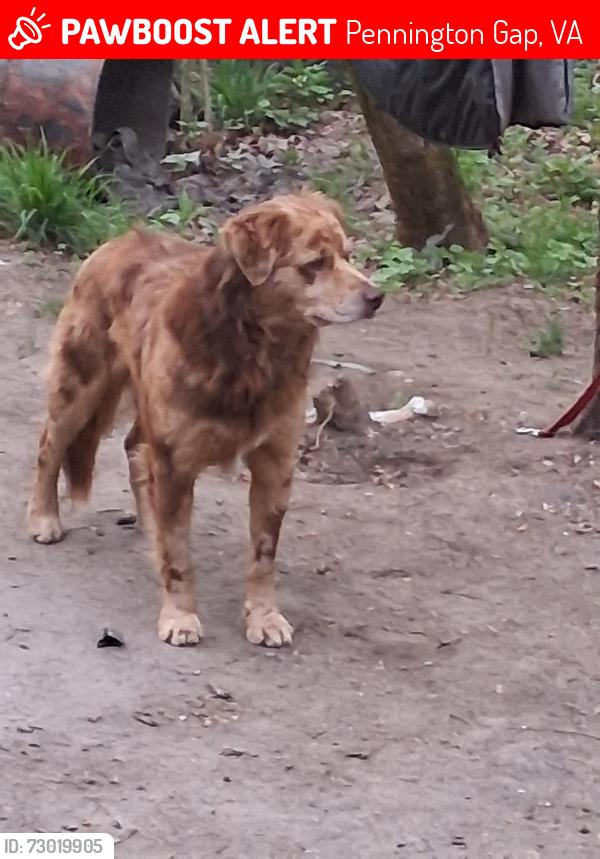 Lost Male Dog last seen Walgreens pharmacy, Pennington Gap, VA 24277