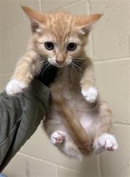 Shelter Stray Female Cat last seen ASTORIA ST & ROANOKE AVE, 2127 Front St, Sacramento, CA 95818, USA