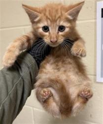 Shelter Stray Male Cat last seen ASTORIA ST & ROANOKE AVE, 2127 Front St, Sacramento, CA 95818, USA