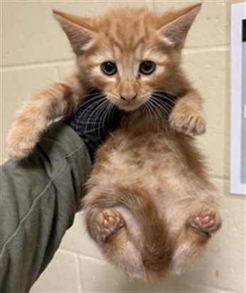 Shelter Stray Male Cat last seen ASTORIA ST & ROANOKE AVE, 2127 Front St, Sacramento, CA 95818, USA