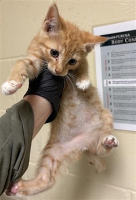 Shelter Stray Female Cat last seen ASTORIA ST & ROANOKE AVE, 2127 Front St, Sacramento, CA 95818, USA
