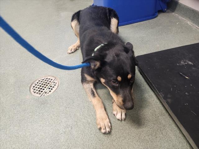 Shelter Stray Female Dog last seen Near BLOCK PLAZA BLANCA SANTA FE NM 87507, 100 Caja Del Rio Rd, Santa Fe, NM 87507, USA