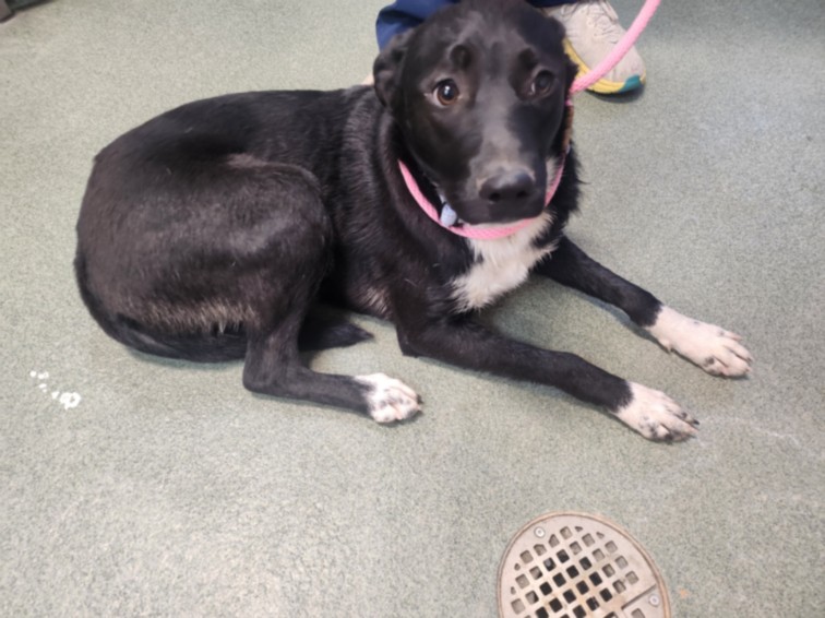 Shelter Stray Female Dog last seen Near BLOCK PLAZA BLANCA SANT FE NM 87507, 100 Caja Del Rio Rd, Santa Fe, NM 87507, USA