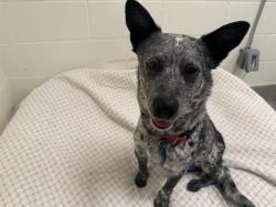 Shelter Stray Female Dog last seen KINGDOM WAY/CAMPFAR WEST RD, 11232 B Ave, Auburn, CA 95603, USA