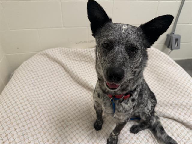 Shelter Stray Female Dog last seen KINGDOM WAY/CAMPFAR WEST RD, 11232 B Ave, Auburn, CA 95603, USA