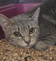 Shelter Stray Female Cat last seen , 11232 B Ave, Auburn, CA 95603, USA