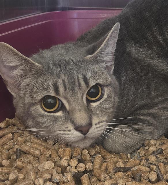 Shelter Stray Female Cat last seen , 11232 B Ave, Auburn, CA 95603, USA