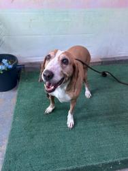 Shelter Stray Female Dog last seen , 4275 Elton St, Baldwin Park, CA 91706, USA