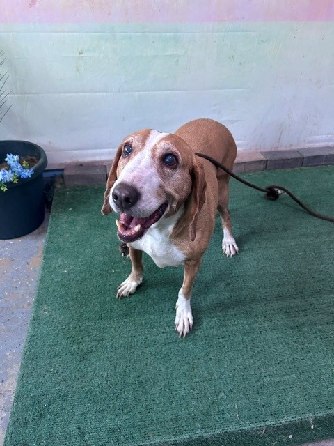 Shelter Stray Female Dog last seen , 4275 Elton St, Baldwin Park, CA 91706, USA