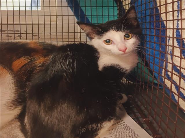 Shelter Stray Female Cat last seen , 1850 W 60th St, Los Angeles, CA 90047, USA